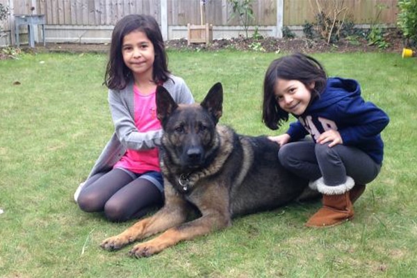 Dog vs Security System